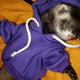 Illustration for article titled Someone Is Stealing Ferrets!